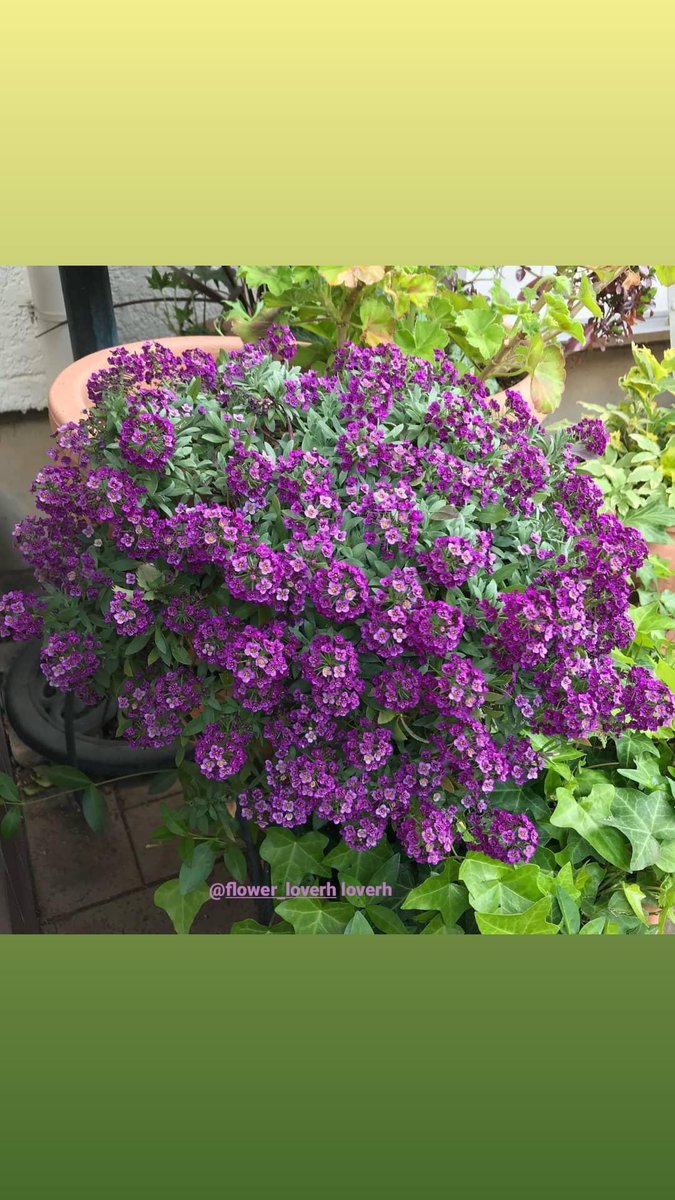 flowers_vs's tweet photo. #flowerloverh #flowers #l4l #f4f #r4r #roses #beautiful #Instagram #lockdown #TwitterBlueroom #blooms #AlyssaBlackface #cute #russia #LikeForLikes #vibe #flower #flowerphotography #photography #Bloomberg https://t.co/Nu2AkZYccH