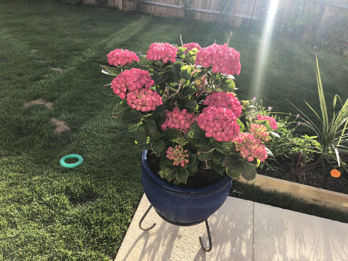 My hydrangea is looking particularly special this year 😁, certainly helps being in a new/young garden #gardening  #flowers #MentalHealthMatters