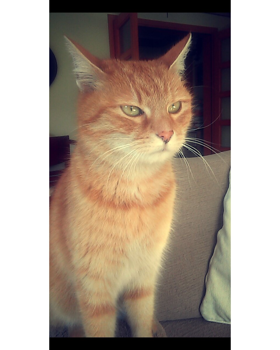 Cats Luver tweet media