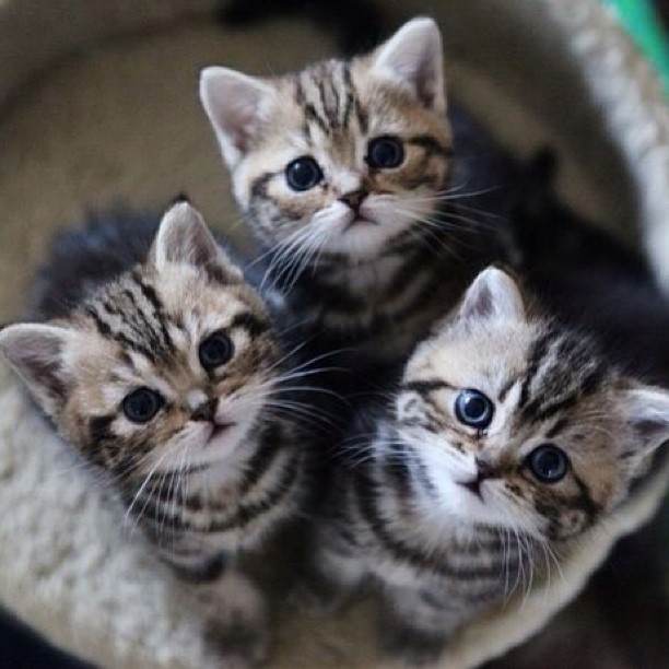 Cats Luver tweet media