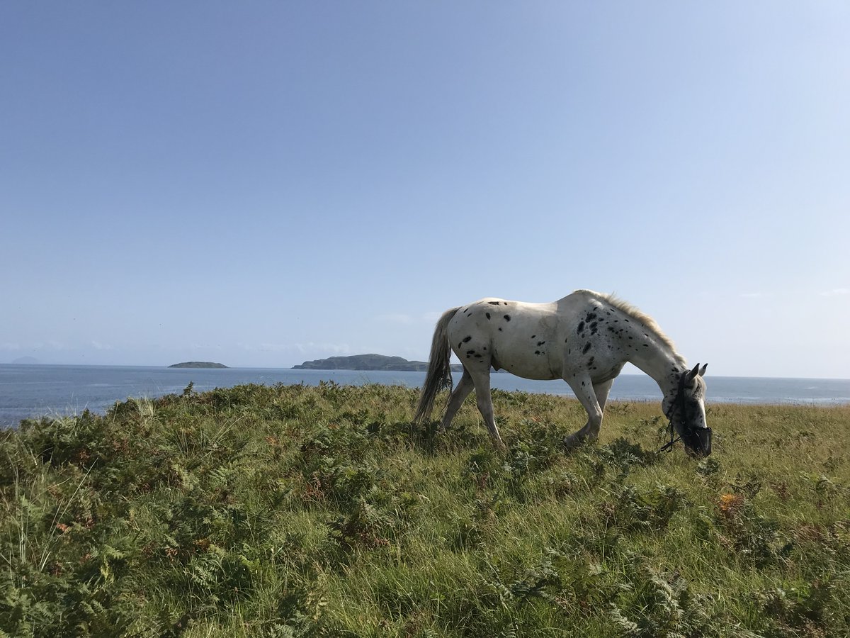 Wilder_Ways's tweet photo. The full day summer beach ride - with white sands and stunning views its the perfect mini escape! 

🌿🐳🐙🐚☀️🌿🐳🐙🐚☀️🌿🐳🐙🐚☀️

2020 dates available as follows:

Jul 29
Aug 7
Aug 14
Aug 28
Sept 4
Sept 18

Book your next adventure at: https://t.co/lbsxBROxe9

#staycation https://t.co/ruOsFLg0Uv