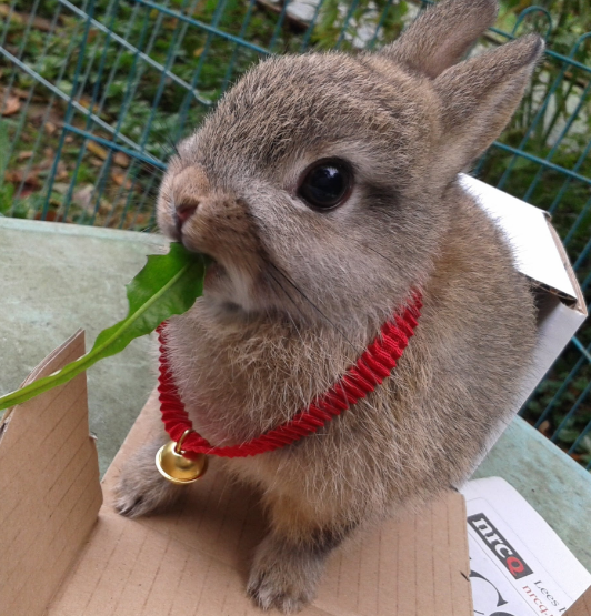 世界のウサギ図鑑 على تويتر ネザーランドドワーフ オランダ産のウサギ 純血種のウサギの中で 世界一小さいウサギで 体長26 28cm程度しかありません 甘えん坊な性格の子が多いそうです