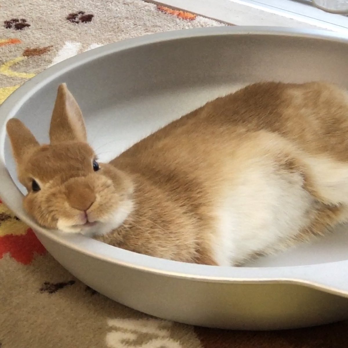 うさぎ飼いました ひんやりウサギ鍋 T Co M7moaxyfgg Twitter