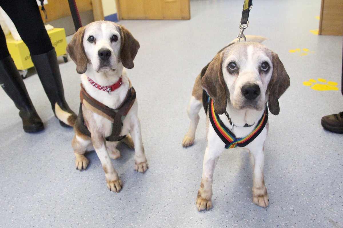dogs trust beagle