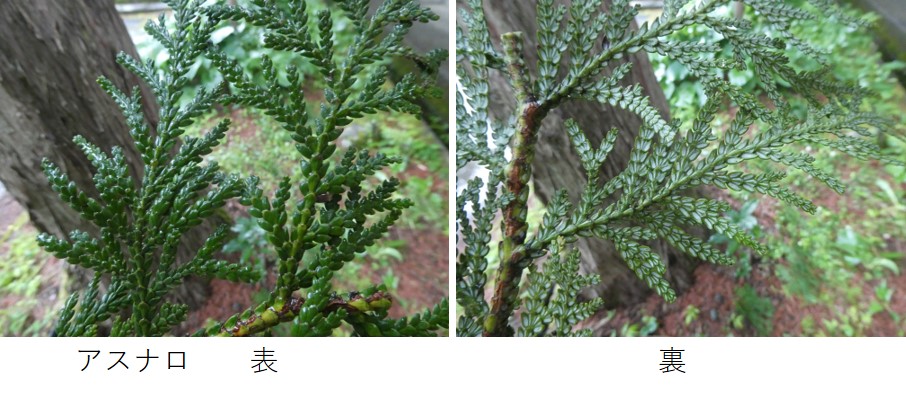伊那谷から 日本でも有数の多雨地域である木曽谷に育つ有用針葉樹コウヤマキ ヒノキ サワラ ネズコ アスナロ は 木曽五木 と呼ばれる その葉の表裏 ヒノキ類の葉裏の気孔が集中して白色化する部分の形態が識別のポイント7 木曽五木 色々
