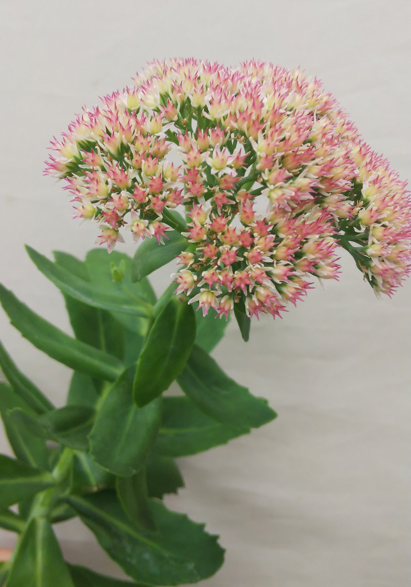 Les Couleurs お花の紹介 今回のお花はセダムです 多肉植物として有名なセダムですが 切り花としても売られています ピンクの小さな花が咲き 終わった後に 茎を切って土に挿しておくと根がつき新しい芽を出てくれるんですよ 盛岡市花屋 花屋