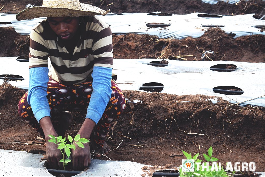 taiagro's tweet photo. Slide4️⃣
Fill the hole with enough soil

Slide5️⃣
Water the transplanted plant generously. You may use supplements containing phosphorous to strengthen root development

#zerohunger #foodsecurity #kuch99 https://t.co/XK6COBQKGH
