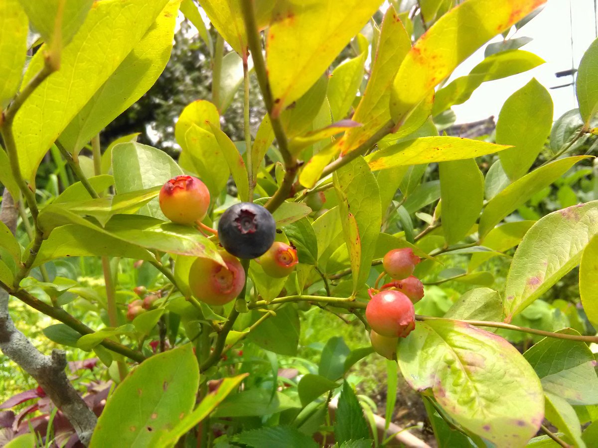 Eco ブルーベリー ツツジ科 低木 果樹 元々義母が植えていたもの 敷地内にあった牛小屋解体工事の時に邪魔になり 勝手に移植 されていたのだが それが当時地植えにしていたオリーブ2本の間 オリーブはアルカリ性気味の土を好みブルーベリーは酸性を好む