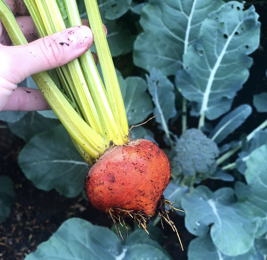 amanda_nicholls's tweet photo. Some personal news: just hauled up this fiery bad boy #rainbowbeets https://t.co/kNy0QYdv91
