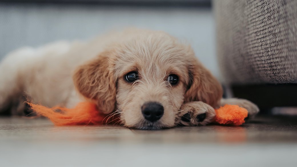  FRAUD ALERT: PUPPY SCAMS Those cute lil' puppies you've seen for sale on Facebook? They might be fake.More scammers are selling fake puppies online, and it can cost you hundreds if you're caught out.Here's what you need to know (plus lots of puppy pics) 