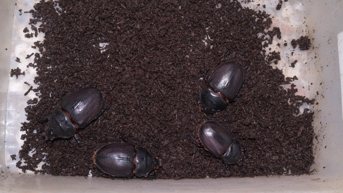 マダガスカル産 ギガスサイカブト 大型