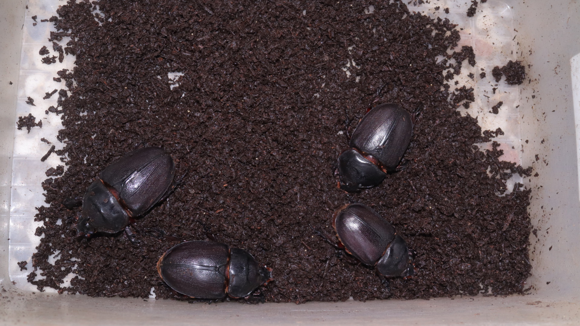 マダガスカル産 ギガスサイカブト 大型