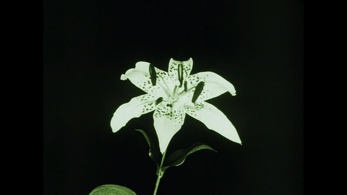 PlantHums_UK's tweet photo. #PlantHumanities, plant #VisualCultures: Miracle of Flowers (#Blumenwunder) Max Reichmann film 1926. Time-lapse photography created new understandings of plant growth, #mobility &amp; sentience Choreography Maria Matray. More here: https://t.co/aCzSDbM0hB @KewScience  @RHULGeography https://t.co/nY4v2j9kTE