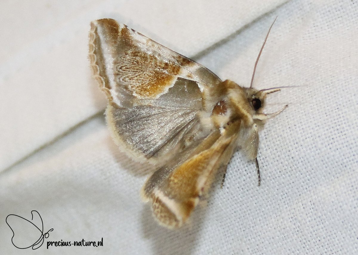 DurkSchakel's tweet photo. Nieuwe soort op licht (#385): #vuursteenvlinder #BuffArches #NaturePhotography #natuurfotografie #naturelover #natuurinFriesland #Drepanidae #eenstaartjes #moths #nachtvlinders https://t.co/gzdpQHbw8r