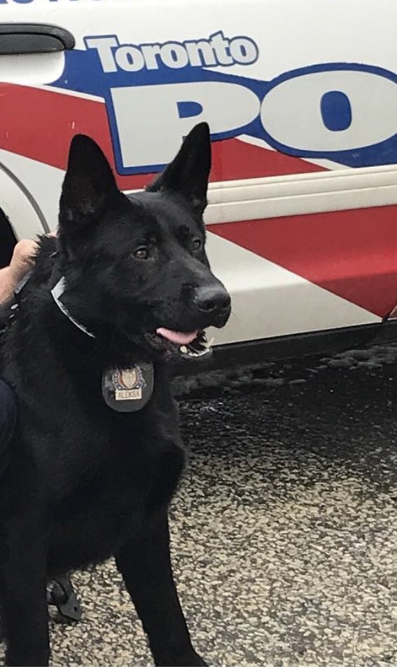 TPSK9's tweet image. PSD Aleksa at it again finding a suspect in a break &amp;amp; enter in the Lawrence/Allen area last night.  Great #teamwork w members of @TPS13Div #K9 #PoliceDogs