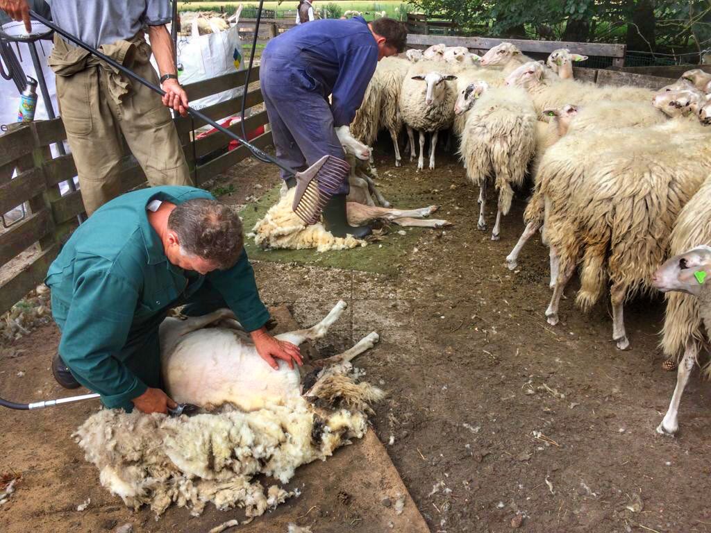 LandschapOV's tweet photo. De schapen zijn weer klaar voor de zomer. Vandaag werd onze #schaapskudde, die wandelt op de Lemelerberg / Archemerberg, ontdaan van hun dikke vacht.
#schaapscheren #vechtdal https://t.co/RHinXmltTi