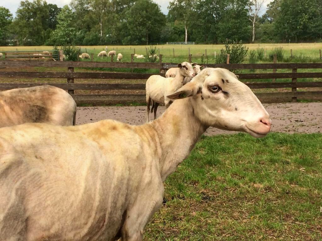 LandschapOV's tweet photo. De schapen zijn weer klaar voor de zomer. Vandaag werd onze #schaapskudde, die wandelt op de Lemelerberg / Archemerberg, ontdaan van hun dikke vacht.
#schaapscheren #vechtdal https://t.co/RHinXmltTi