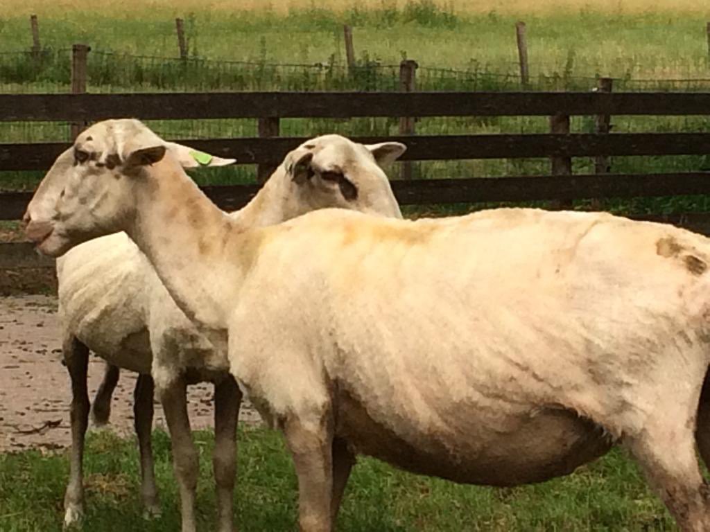 LandschapOV's tweet photo. De schapen zijn weer klaar voor de zomer. Vandaag werd onze #schaapskudde, die wandelt op de Lemelerberg / Archemerberg, ontdaan van hun dikke vacht.
#schaapscheren #vechtdal https://t.co/RHinXmltTi