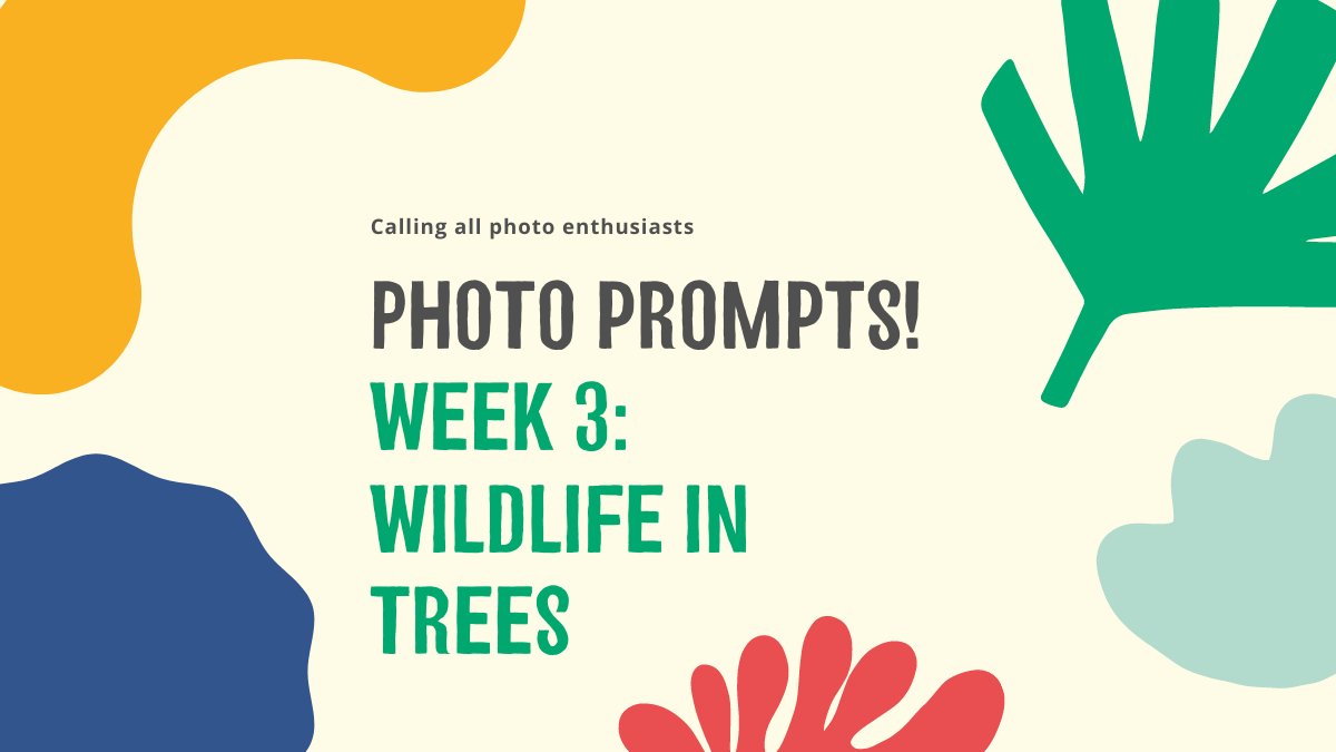 TreesforCities's tweet photo. π³ Join our weekly photo challenge!
πΈ Everyone's welcome to take part - weβd love to see your snaps! Tag your photos #TFCsnaps so we can share them and brighten up everyone's timelines β¨
π Learn more: https://t.co/Ix9AssesGX #CharityTuesday https://t.co/qga7kMpKDk