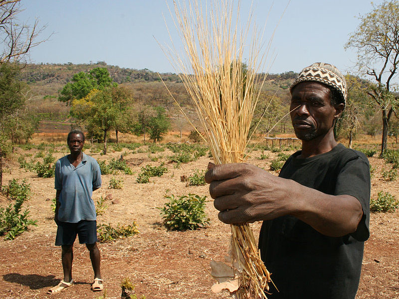 Profit-making idea: Producing the supergrain fonio in #Mali🇲🇱 howwemadeitinafrica.com/profit-making-…