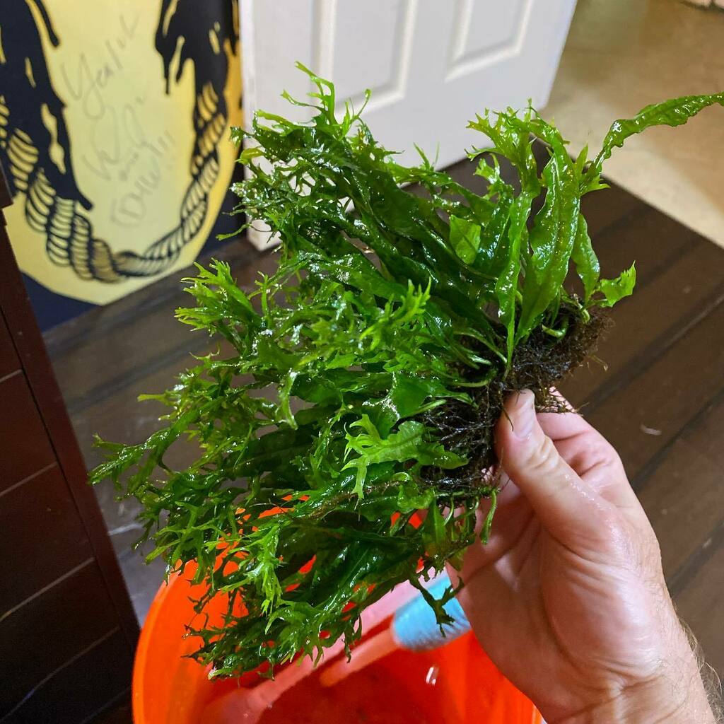 DakuAquatics's tweet photo. Look at this massive Java Fern Windelov I’ve been growing out for months!
#javafern #javafernwindelov #fish #shrimp #neocaridina #caridina #nanofish #nanotank #fishkeeping #fishroom #aquariums #freshwater #fishtank #plantedtank #plantedaquarium #naturea… https://t.co/jx6cuzZlQC https://t.co/pUxKPvELKB