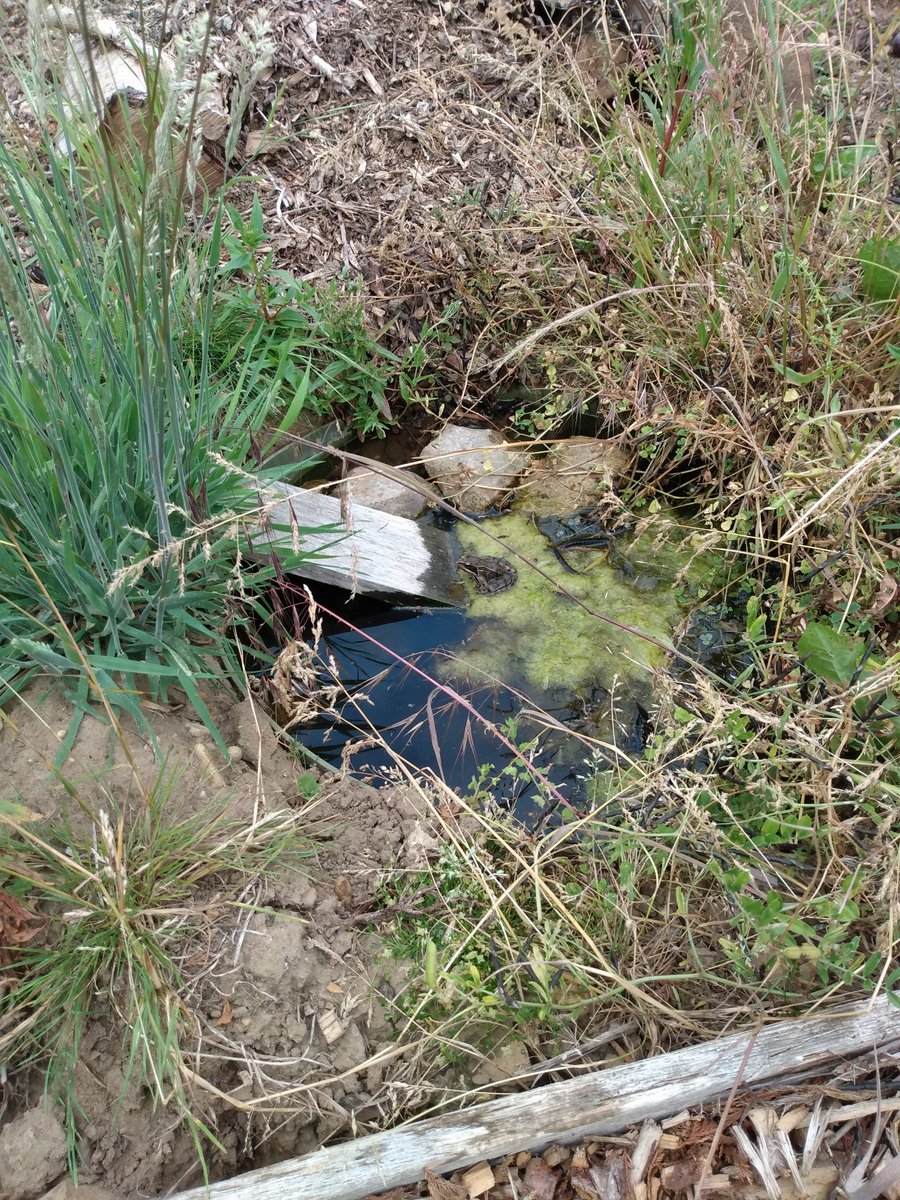 Even a half-barrel pond on an allotment has attracted a resident frog! Goes to show even the smallest water feature in your garden is great for wildlife! 🐸 #wildlife #pondlife #gardenwildlife #froglife #arcuk <a href="/IpswichGov/">IpswichGov</a> <a href="/WildIpswich/">Wild Ipswich</a>