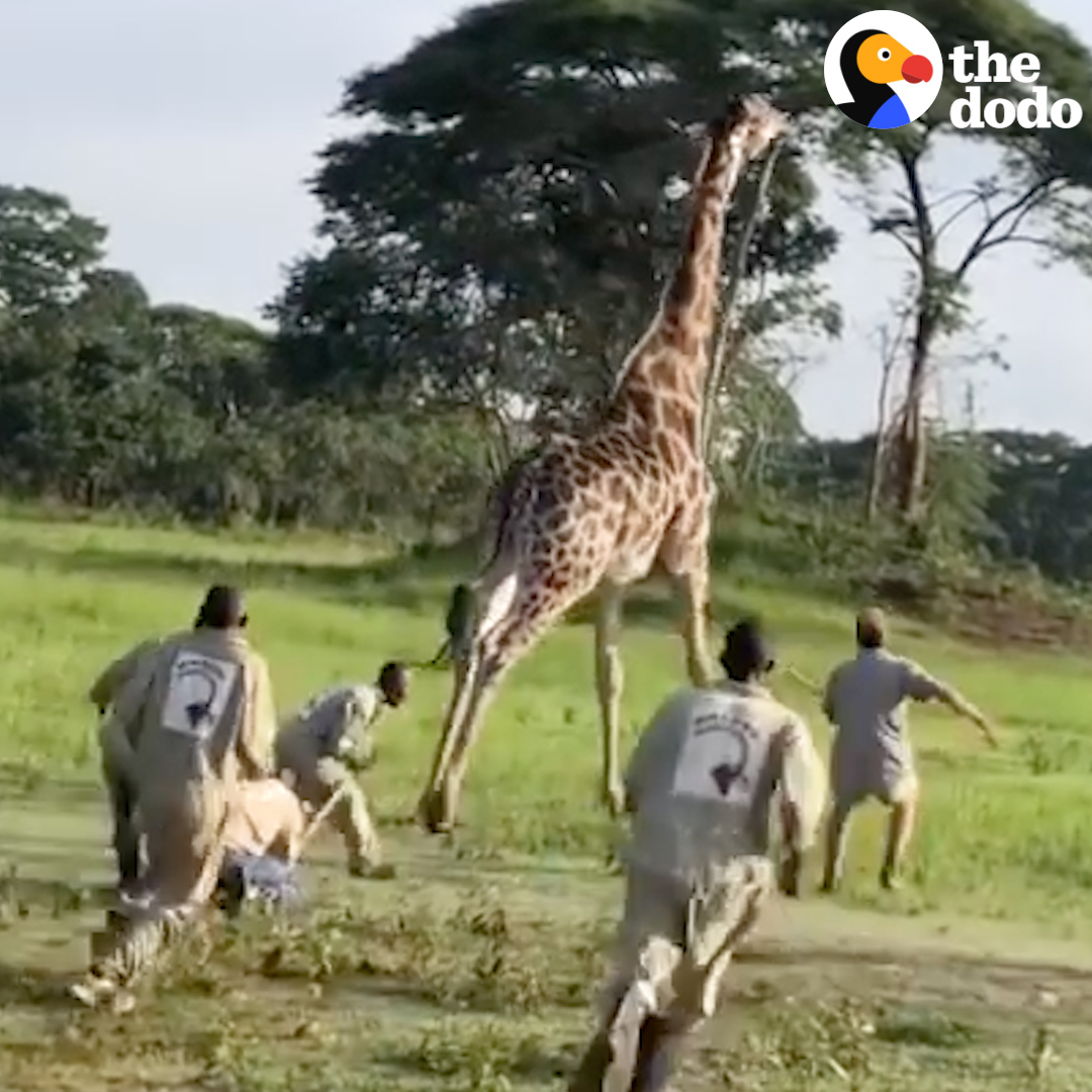 The moment this rescued giraffe runs back to his herd ...