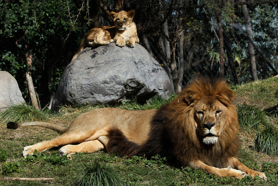 arca_zoo's tweet photo. Fe de Erratas 
León (Panthera leo).
El León es el segundo felino más grande del mundo. Habita en África y en unos pocos lugares de Asia. Las leonas son las que cazan la mayoría de las veces mientras el macho defiende el territorio de posibles amenazas. #buinzoo https://t.co/PQU4i6yFRj