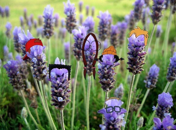 lavanda del patio