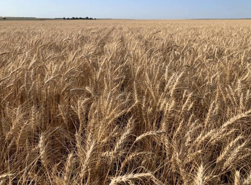 CoachBBallard's tweet image. For those that say Kansas is not beautiful, the Ballard farmland would like a word with you.