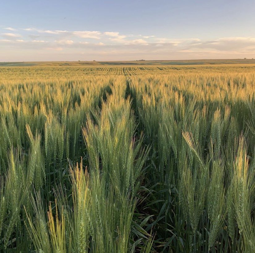 CoachBBallard's tweet image. For those that say Kansas is not beautiful, the Ballard farmland would like a word with you.