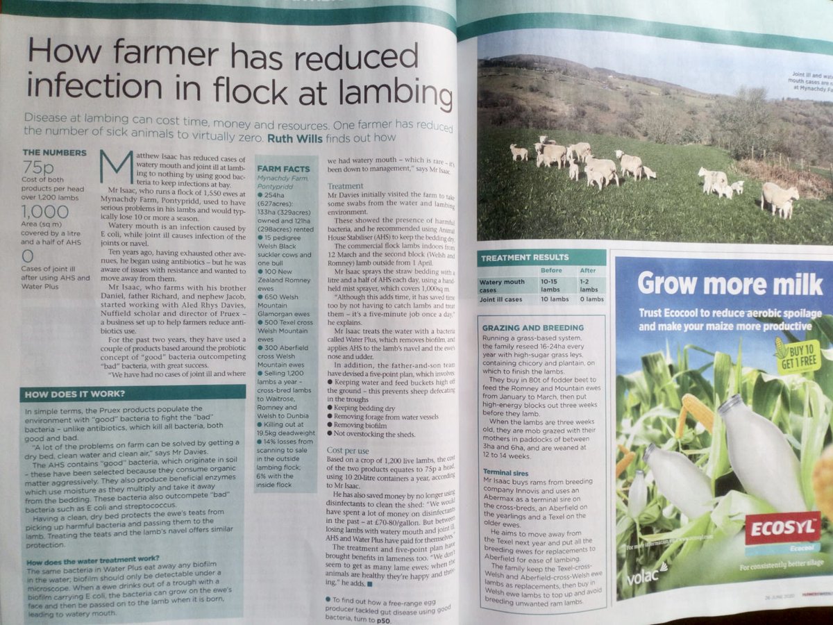 agri_hub's tweet photo. Diseases at lambing time can cost shepherds time, money and resources, but one farmer has managed to reduce his incidences of watery mouth and joint ill to virtually nothing, @farmerruth_ finds out for @FarmersWeekly 👇🐑 #sheep365 https://t.co/47UFa3mSXY