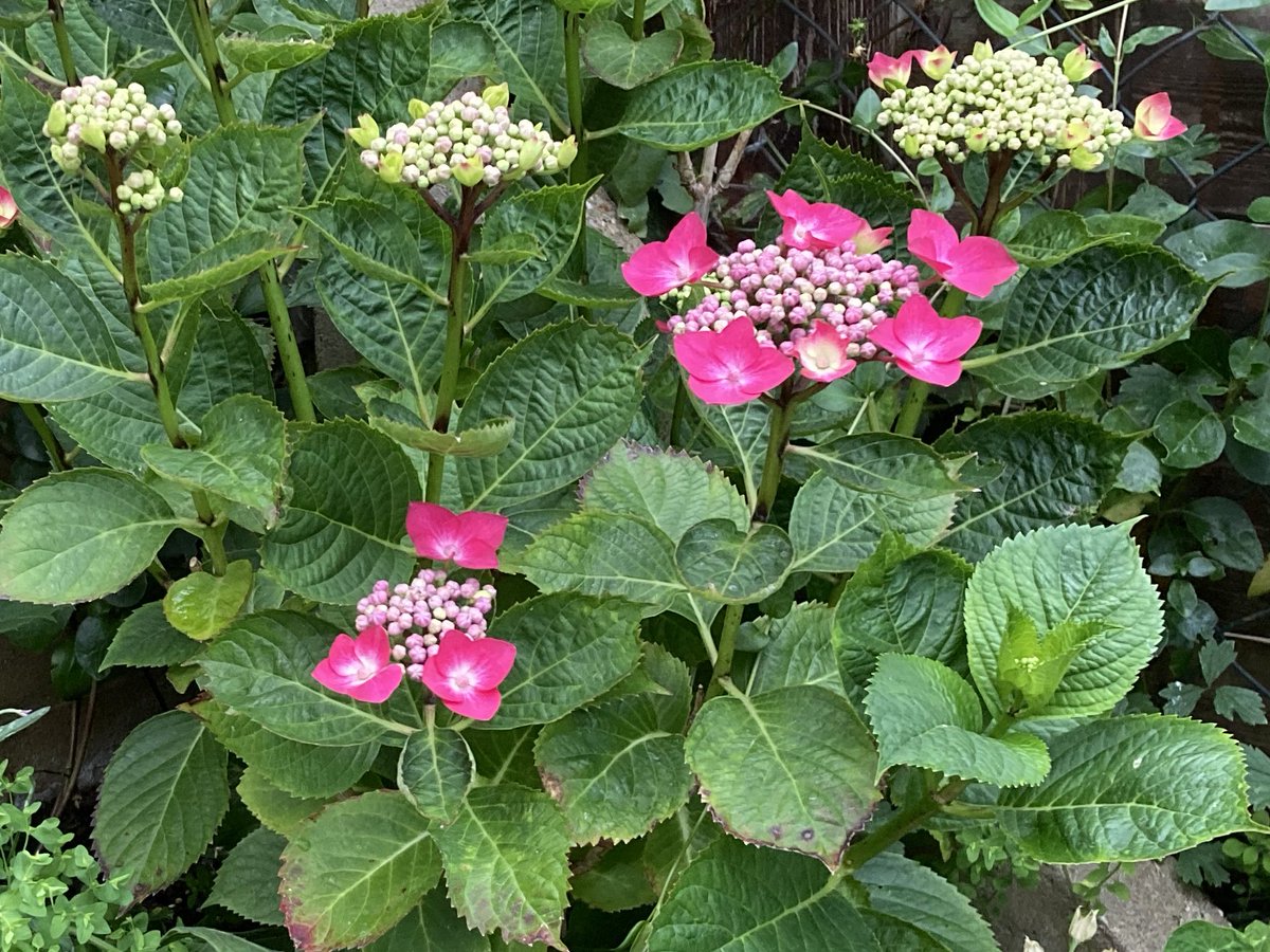 WorldNannys's tweet photo. After moving this Hydrangea from a very hot and sunny front garden to a partially shady cooler area in the back garden,  it has thrived. So glad it’s happy now #hydrangea #hydrangeas #hydrangealovers #pinkhydrangea #bushes #shrubs #plants #flowers #flowerpower #nannysgardenworld https://t.co/2YimmtIVxy