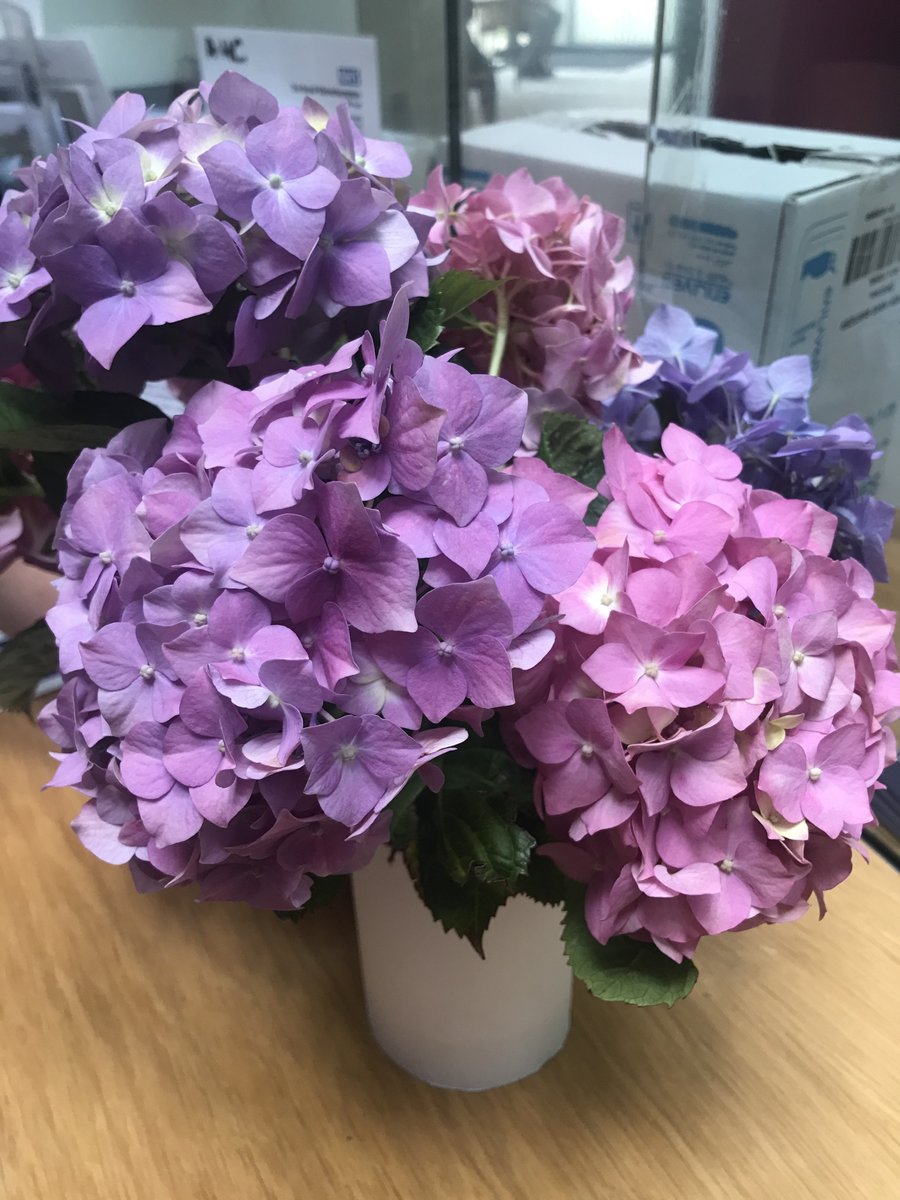AlcesterHealth's tweet image. A beautiful delivery of hydrangeas from one of our patients this morning, thank you for brightening up our Tuesday morning! 🌸💜💕