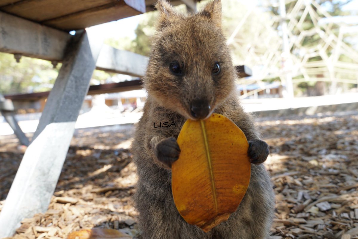 クオッカ クアッカワラビー です クオッカ クアッカワラビー です