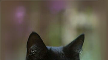 cotton_albumen's tweet image. 마로냥😺