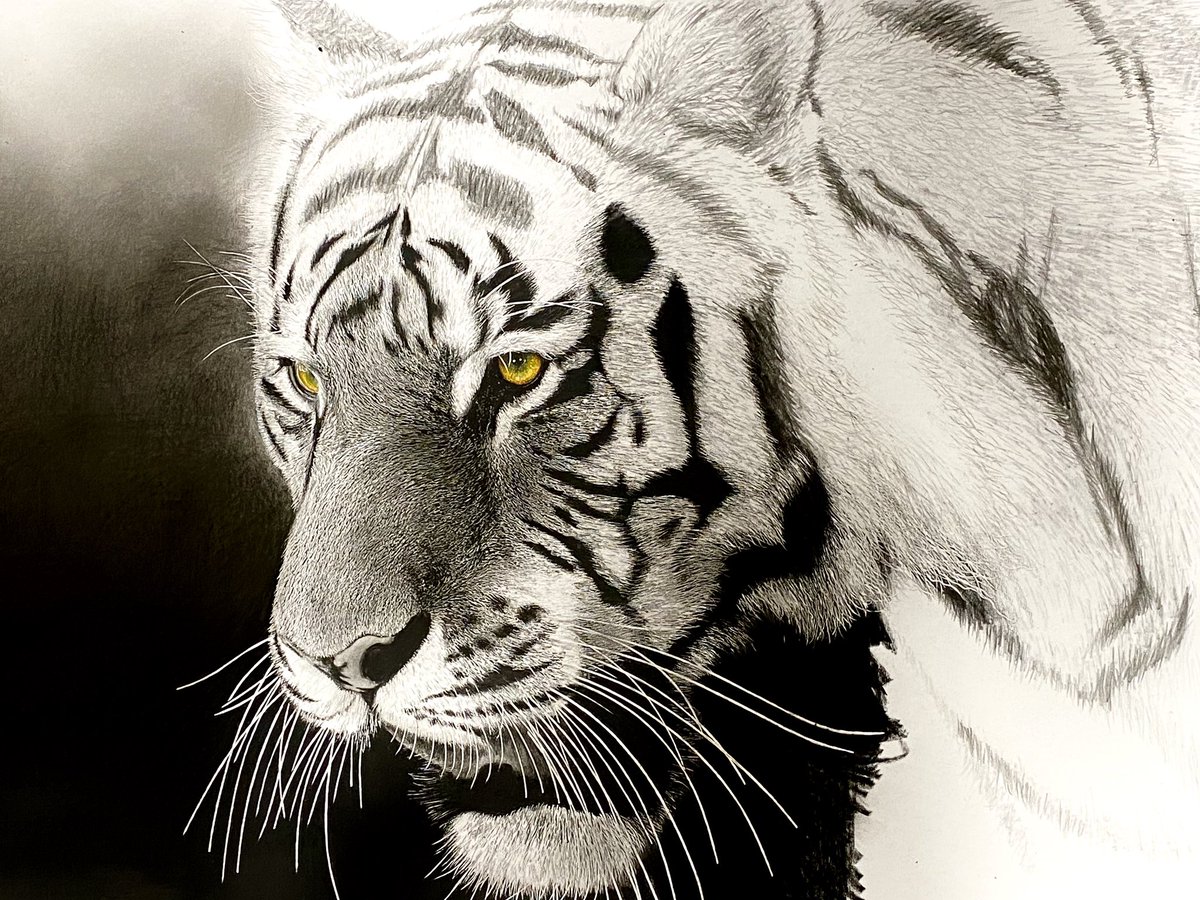 A2サイズ 虎 目のみ色鉛筆、鉛筆画描画中✍️ ちょっと別の作品に