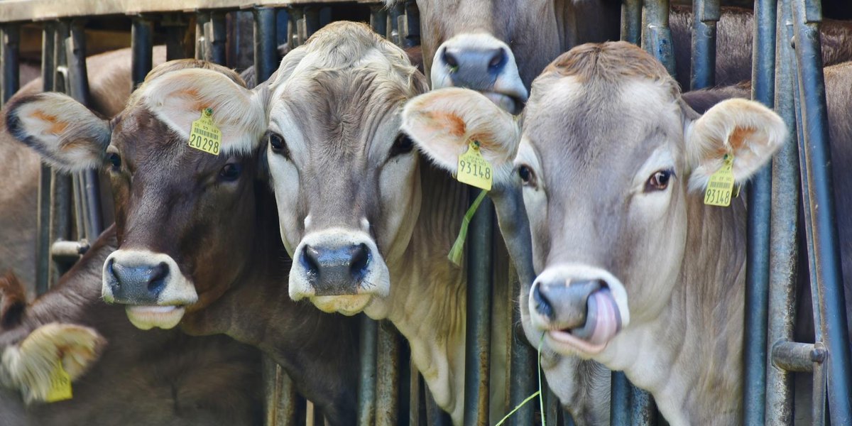 Have you got your cow-culators ready to record your stock numbers as of today? (June 30) 🐮 

There's been some minor delays with the postal delivery but we will ensure to keep you up to date with the status of the returns through our channels bit.ly/ALSR2020  #ALSR2020