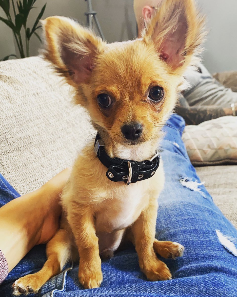 Philippe_Ash's tweet photo. @Percy_Poppet wishing you all a good morning @thismorning #thismorning he is a 5 Month old Deerhead Chihuaha https://t.co/vqLb1We5On