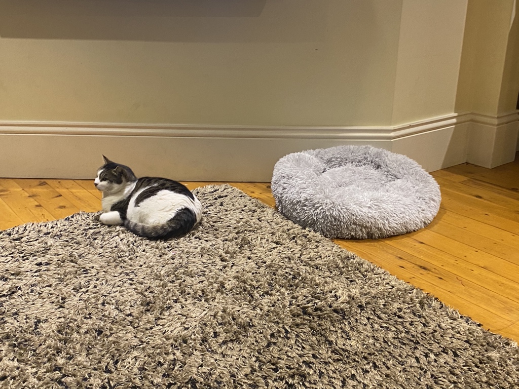 deemadigan's tweet photo. I bought my cat a bed. She is an arsehole. https://t.co/CRAHakUZjF