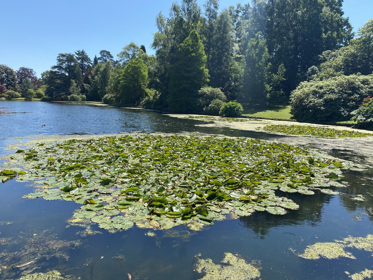 #NationalTrust - tranquility at Sheffield Park ☀️