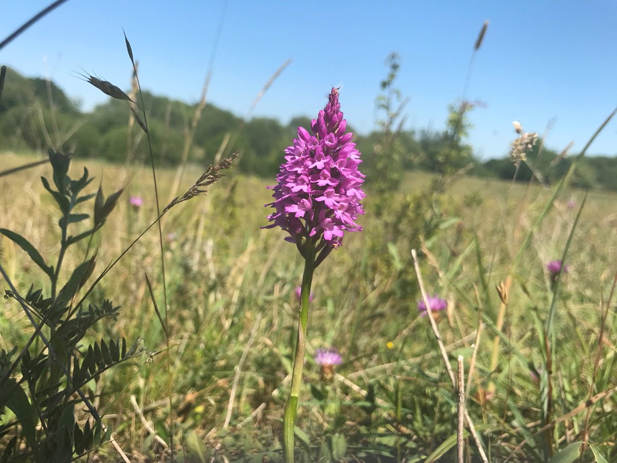 EFcountrycare's tweet photo. #PyramidalOrchids are emerging at #ChurchLaneLNR! These #orchids prefer alkaline soils.
The distinctive pointy top to these orchids, where the name comes from, still stand out in amongst other pink flowers in #wildflower meadows.
#countrycare @eppingforestdc #meadow #pink https://t.co/jBxZsCIdjM