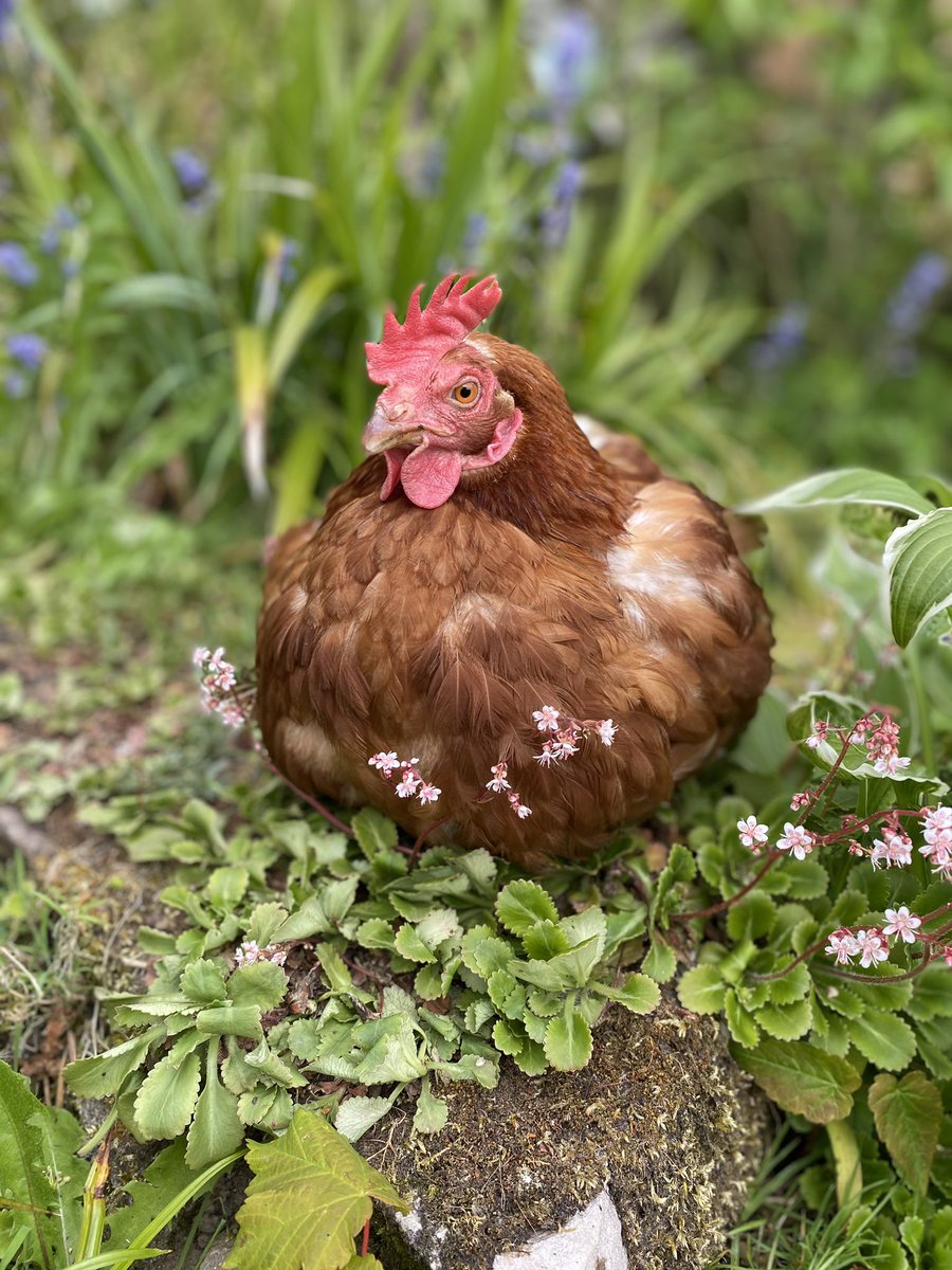 We have ex-colony hens available in Denny on 4th July. Phone Hen Central directly to book on 01884 860084. Hurry, these girls are waiting for a forever home!