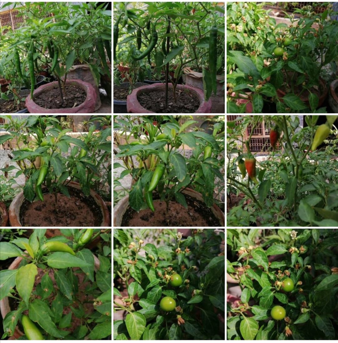 Inam_Ullah1980's tweet photo. Varieties of chilli plant
My rooftop kitchen garden
#freshchilli
#GrowYourOwnFood
#KitchenGarden
@dcislamabad
@ShafaqHashmiPAS https://t.co/vFSfA2tM4W