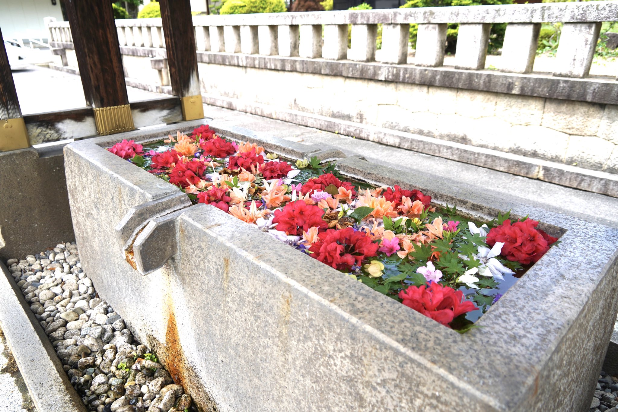 𝓜𝓞 𝓜𝓞 長野県で初めて見た花手水 長野縣護國神社 年6月4日 長野県でも増えたらいいのになぁ 長野縣護國神社 長野県護国神社 長野縣護国神社 長野縣護国神社 花手水 花手水舎 長野県 信州 誰かに見せたい風景 癒される 花水