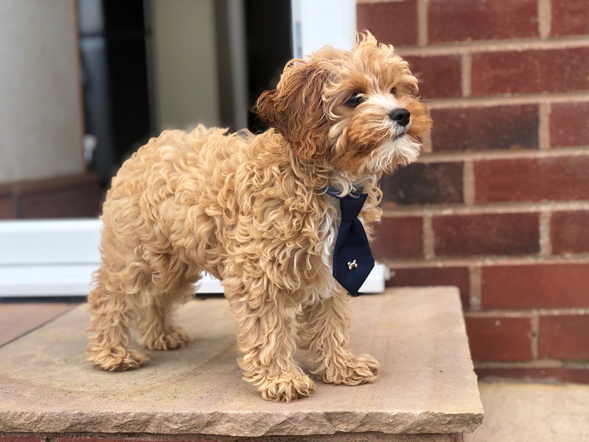 Laura Thomas tweet media