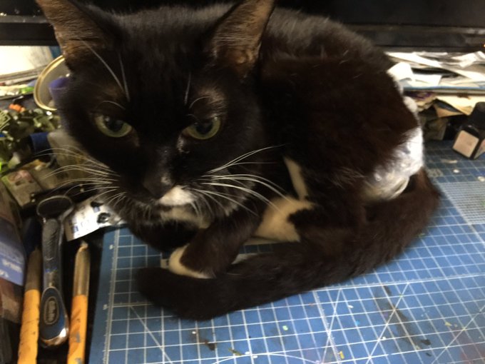 まゆたん食欲が出てきて体重もちょっと増えた、嬉しい 