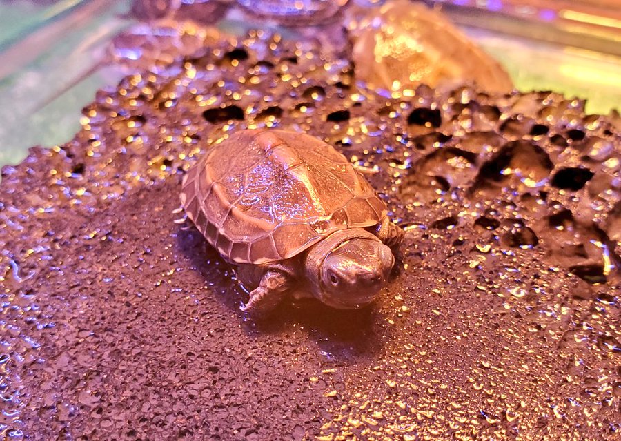 実は2種類存在する 縁日で見かける水棲ガメ ゼニガメ の特徴や飼い方を解説 Petpedia
