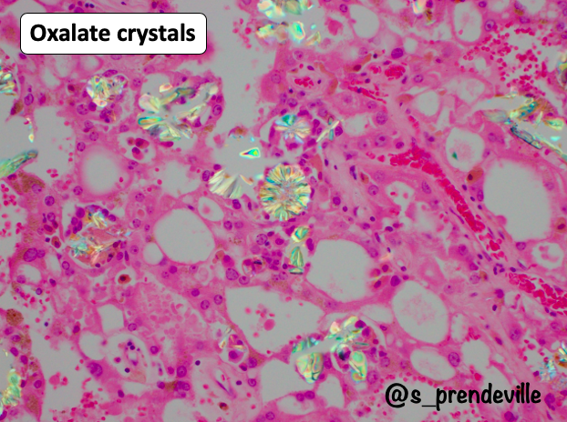 Susan Prendeville tweet media