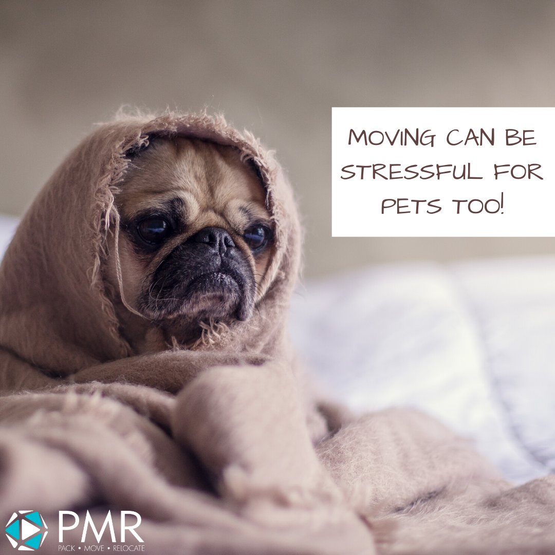 Pmrelocations's tweet image. Relocating to a different place during this #Lockdown and thinking how to take your furry friend with you? Don’t worry we got it covered for you, we will make sure you cherish the moving experience of your furry friend. To know more visit us at pmrelocations.com

#petmove